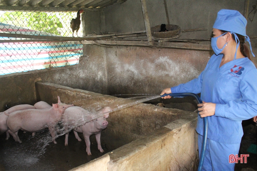 Ban Thường vụ Tỉnh ủy Hà Tĩnh chỉ thị tăng cường phòng chống, khống chế dịch tả lợn Châu Phi